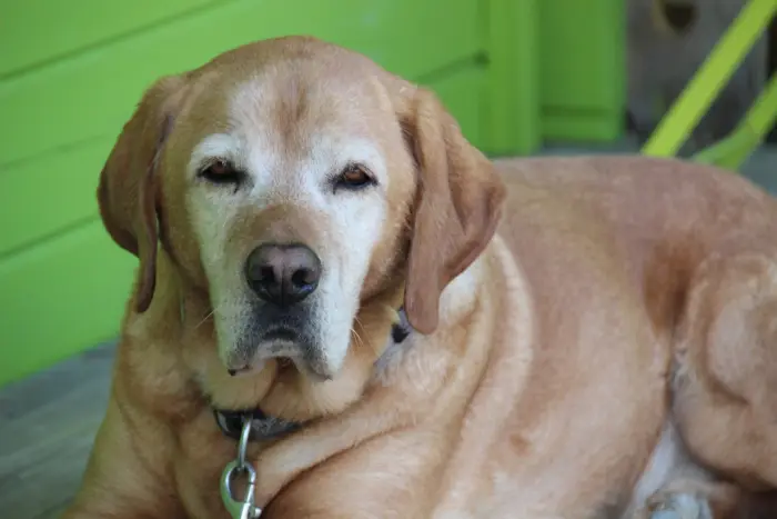 Senior yellow Labrador with a grey muzzle resting on a porch